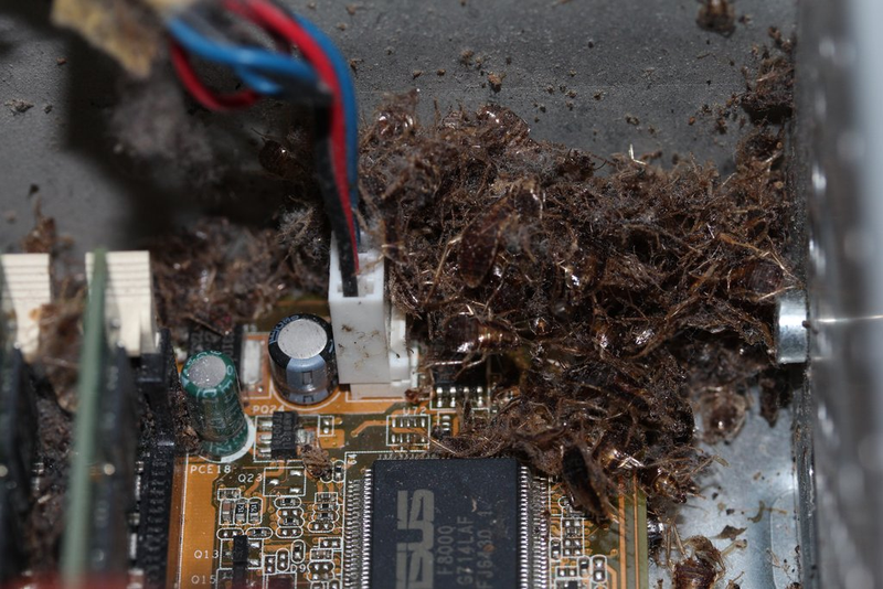 Illustration for article titled Computer Becomes Cockroach Mass Grave + Nightmare Fuel